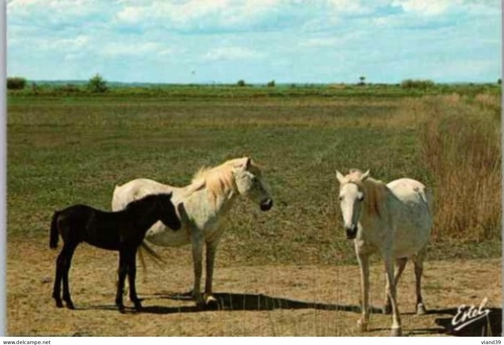 CHEVAUX CAMARGUAIS -  Juments Et Poulain. - Chevaux