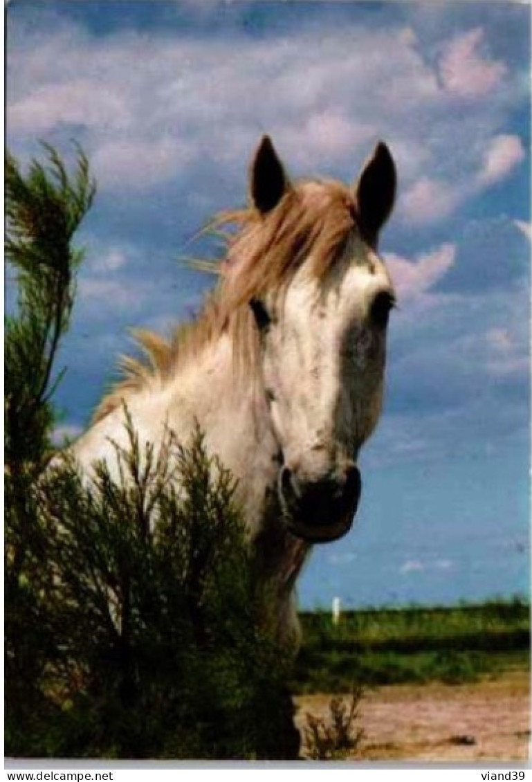 CHEVAL CAMARGUAIS    1974 - Chevaux