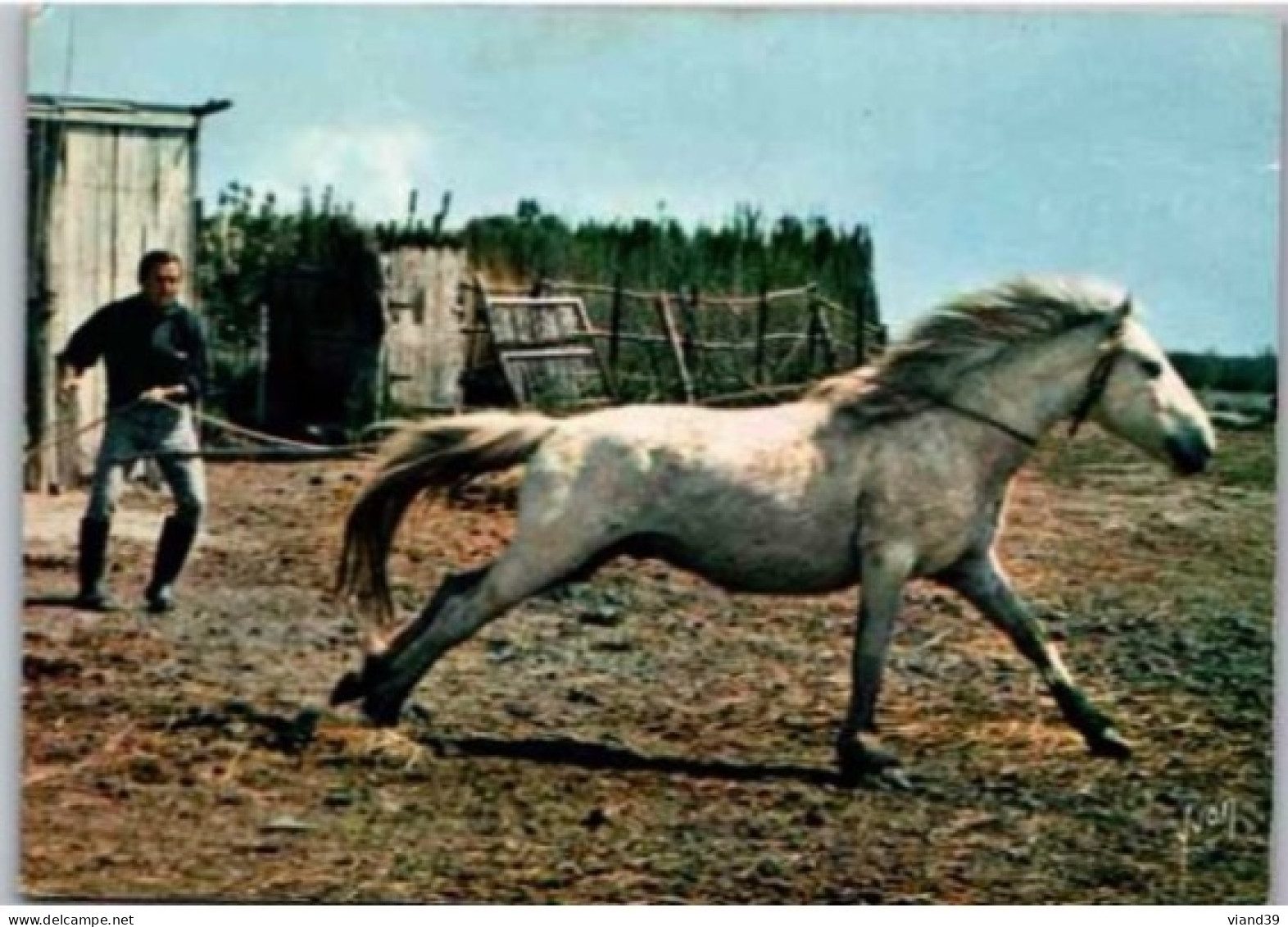 CHEVAL CAMARGUAIS    Crinière Au Vent. - Chevaux