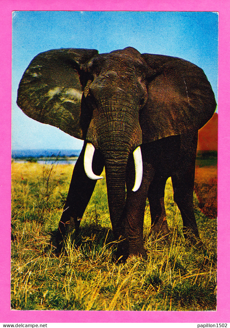 Animaux-189P53 La Faune Africaine, Un éléphant - Éléphants