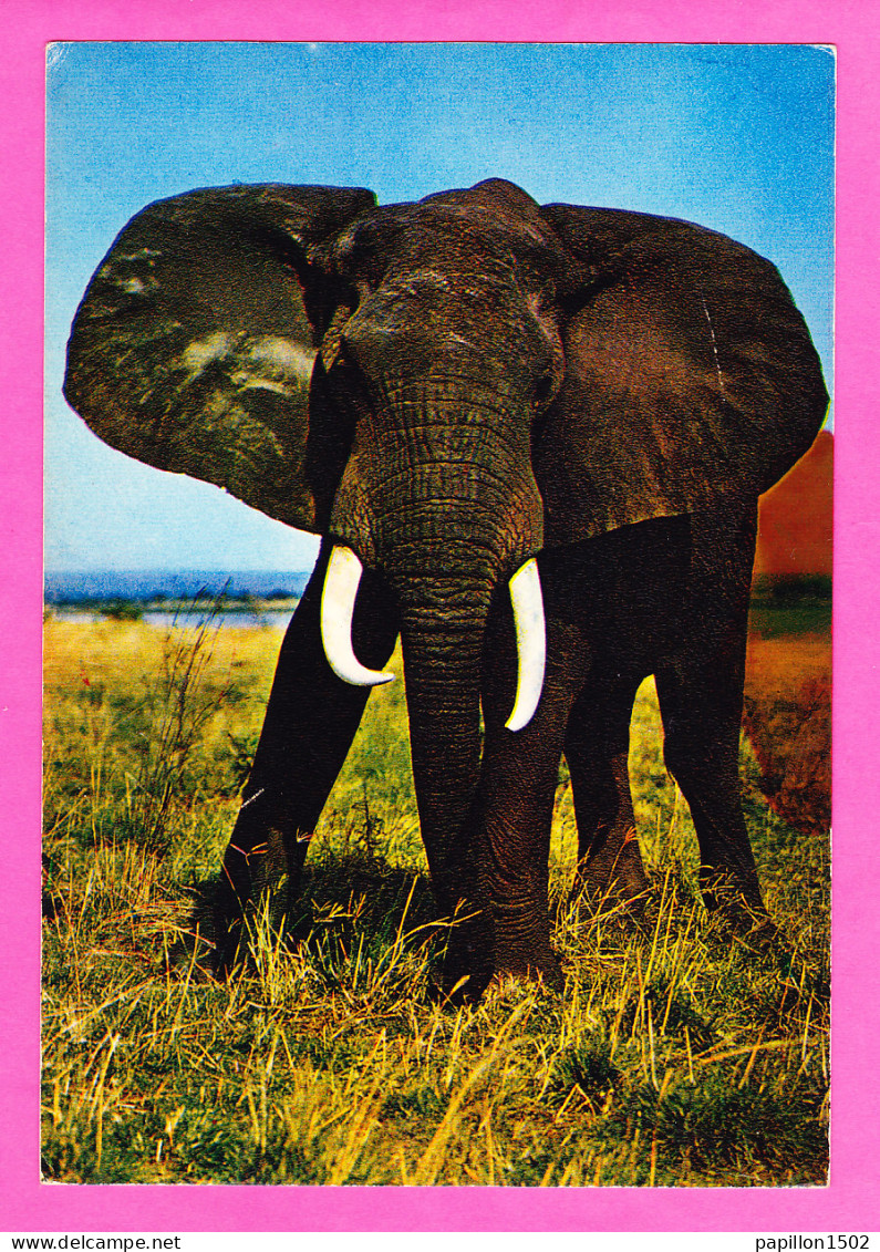 Animaux-189P53 La Faune Africaine, Un éléphant - Elefantes