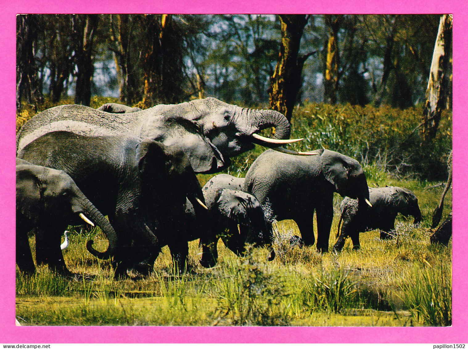 Animaux-196P53 L'Afrique En Couleurs, Les éléphants, BE - Éléphants