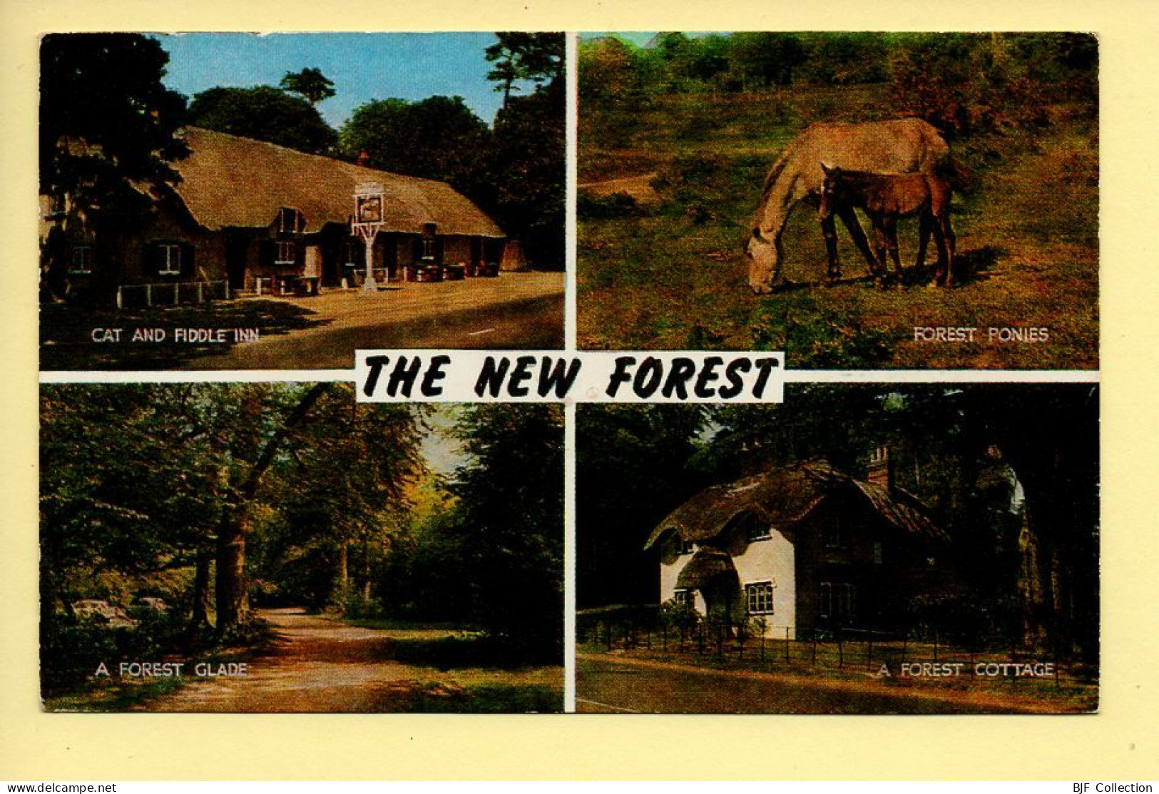 Angleterre : THE NEW FOREST – Multivues (voir Scan Recto/verso) - Sonstige & Ohne Zuordnung