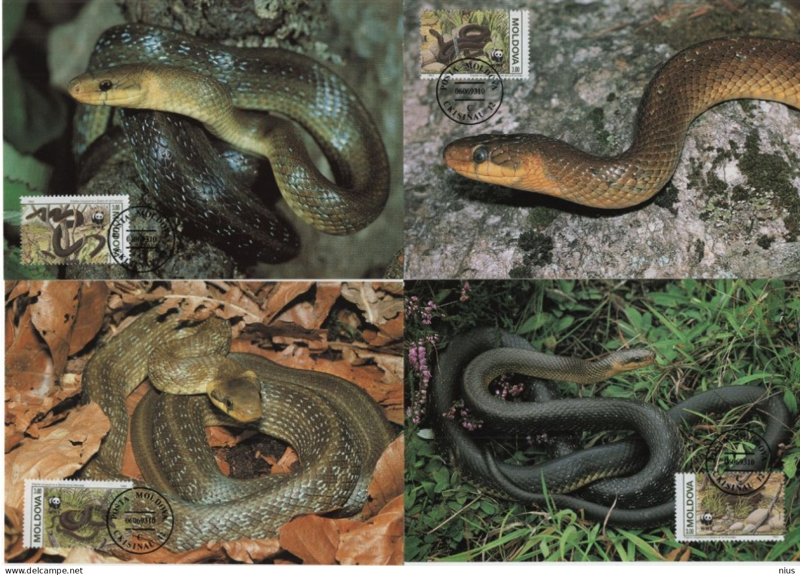 Moldova 1993 WWF W.W.F. Maximum Cards, Die Askulapnatter Aesculapian Snake - Tarjetas – Máxima