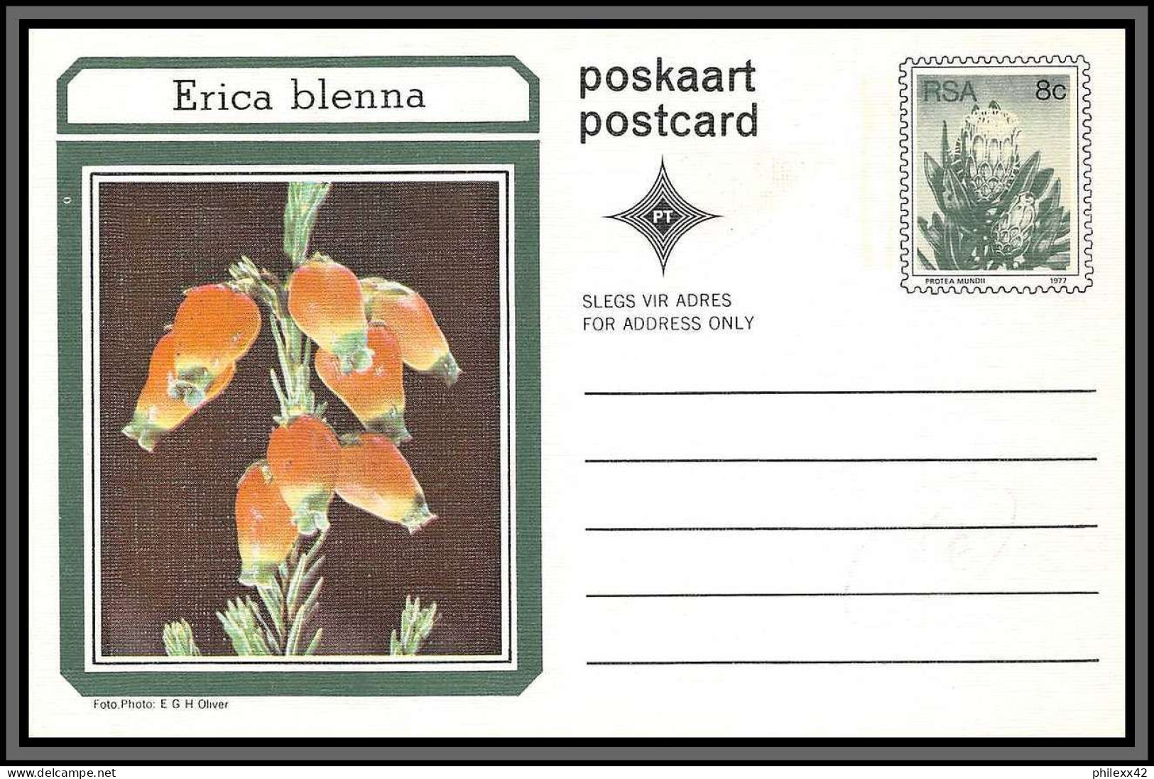 11213 Erica Blenna Fleur Flowers Flower Fleurs Neuf Tb Entier Stationery Carte Postale Rsa South Africa  - Cartas & Documentos