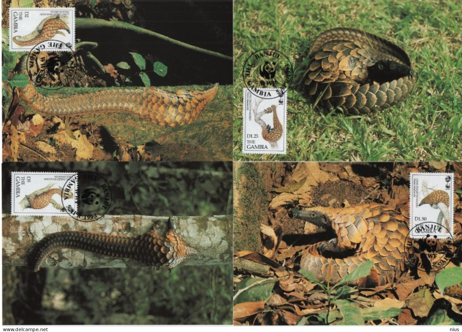 GAMBIA 1993 WWF W. W. F. Maximum Cards X4, LONG TAILED PANGOLIN Fauna - Tarjetas – Máxima