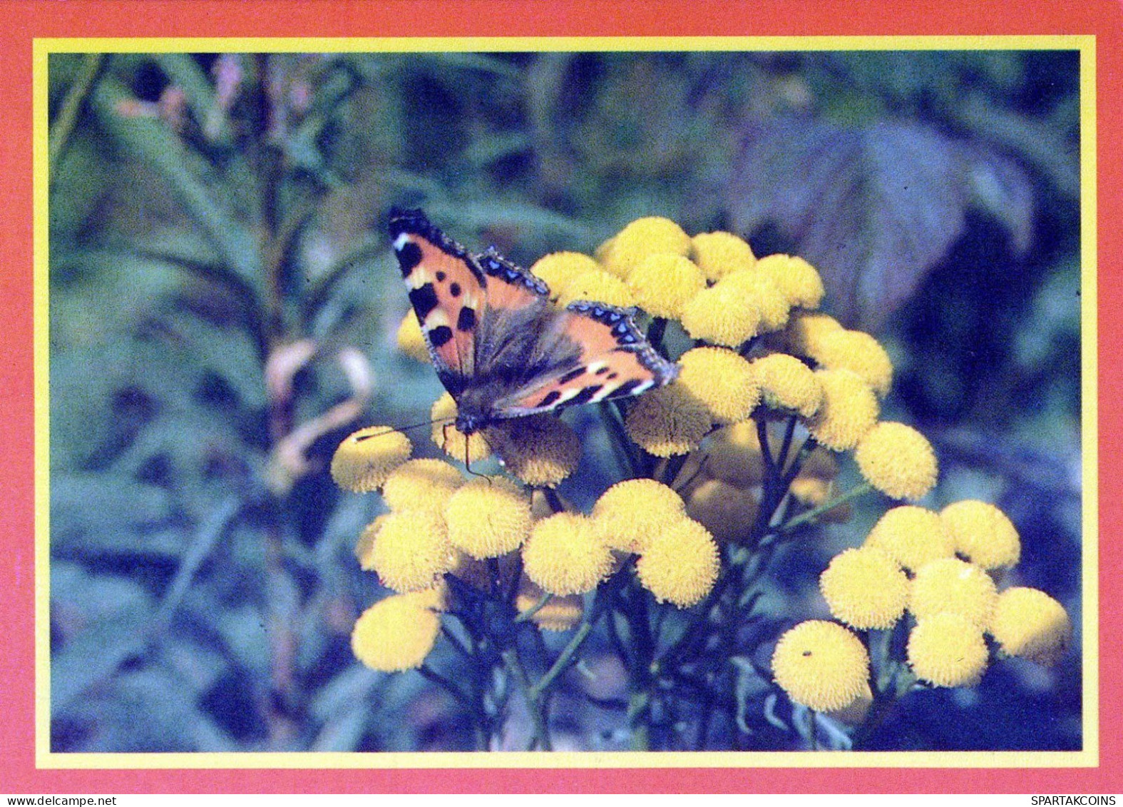 BUTTERFLIES Animals Vintage Postcard CPSM #PBS471.GB - Papillons