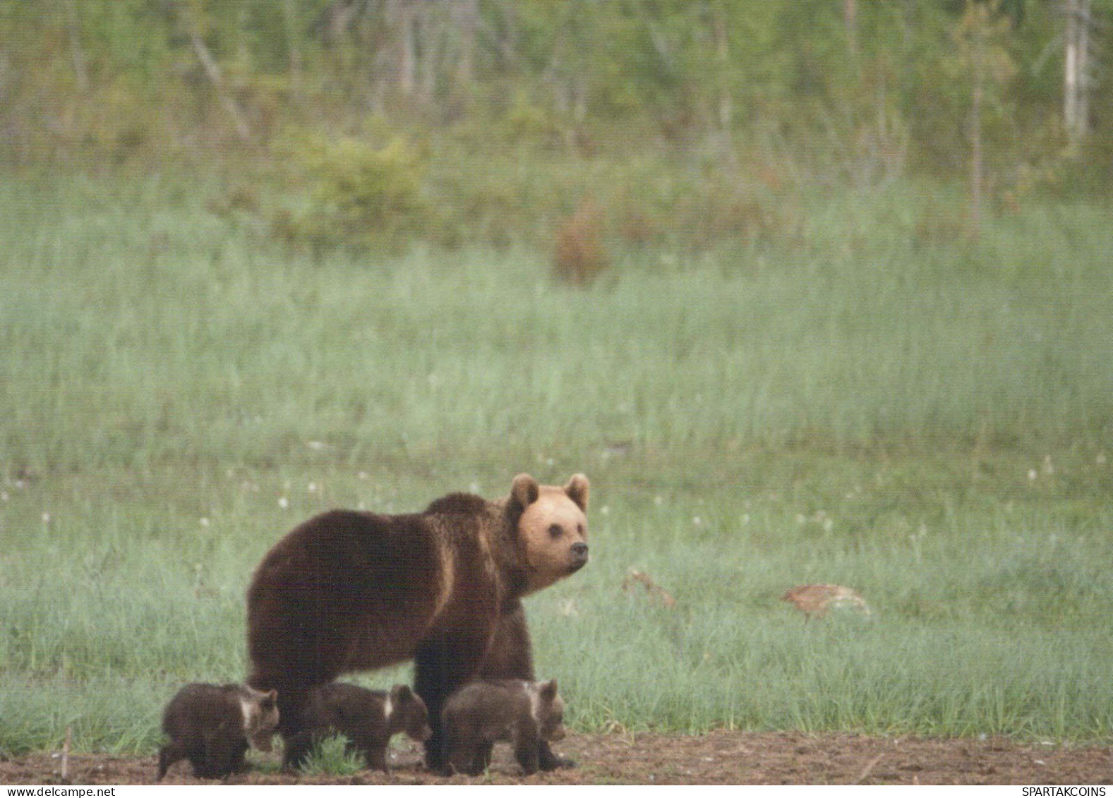 BEAR Animals Vintage Postcard CPSM #PBS344.GB - Ours