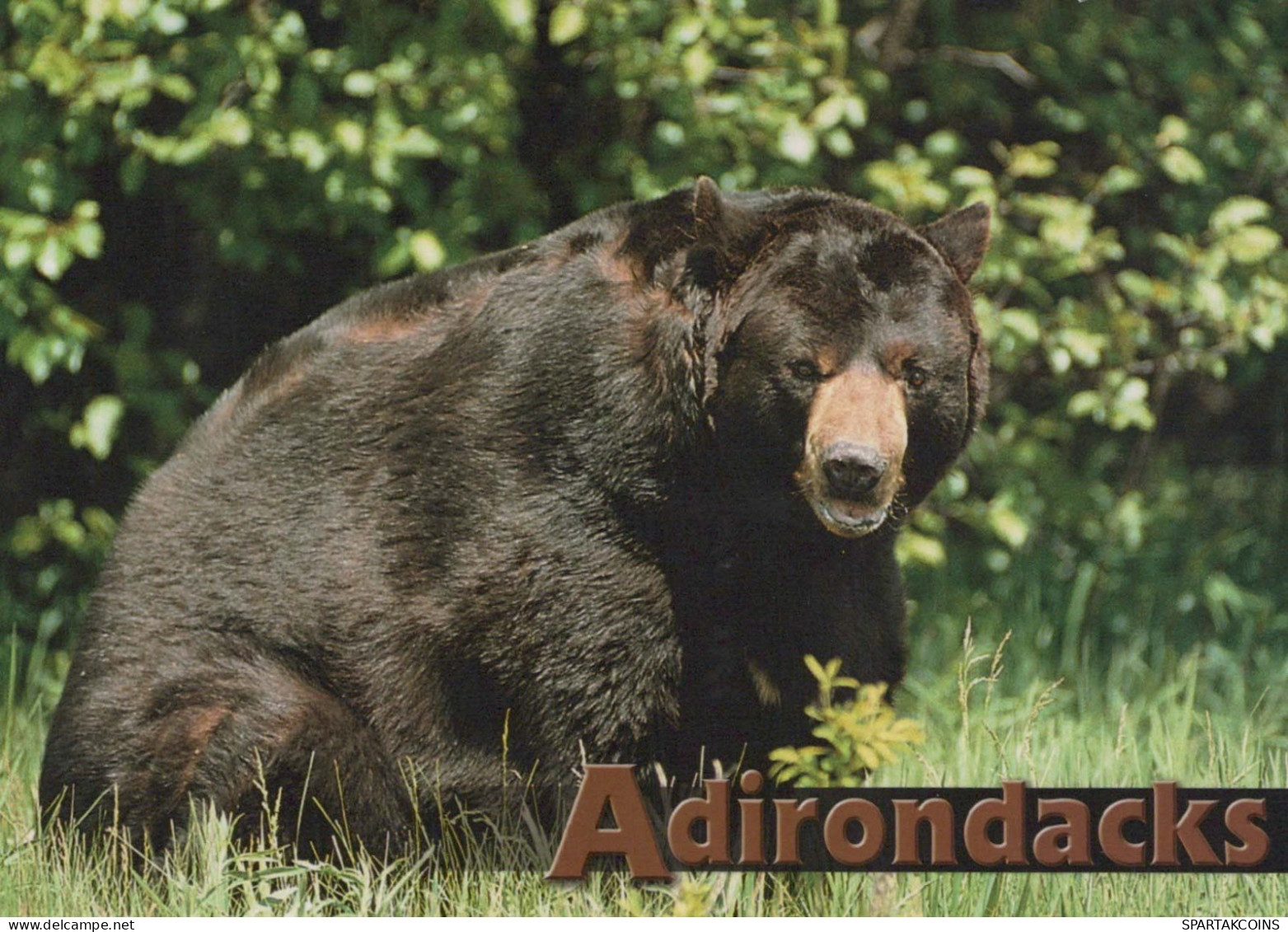 BEAR Animals Vintage Postcard CPSM #PBS097.GB - Ours