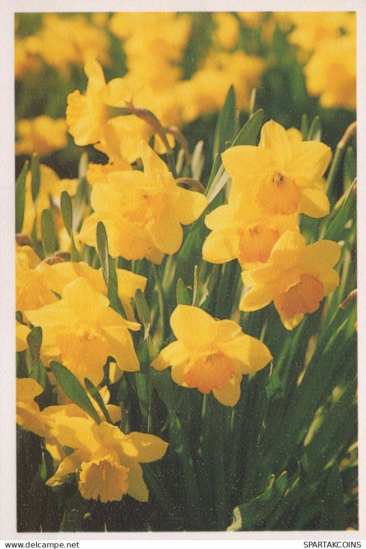 FLOWERS Vintage Postcard CPSM #PAR314.GB - Fleurs