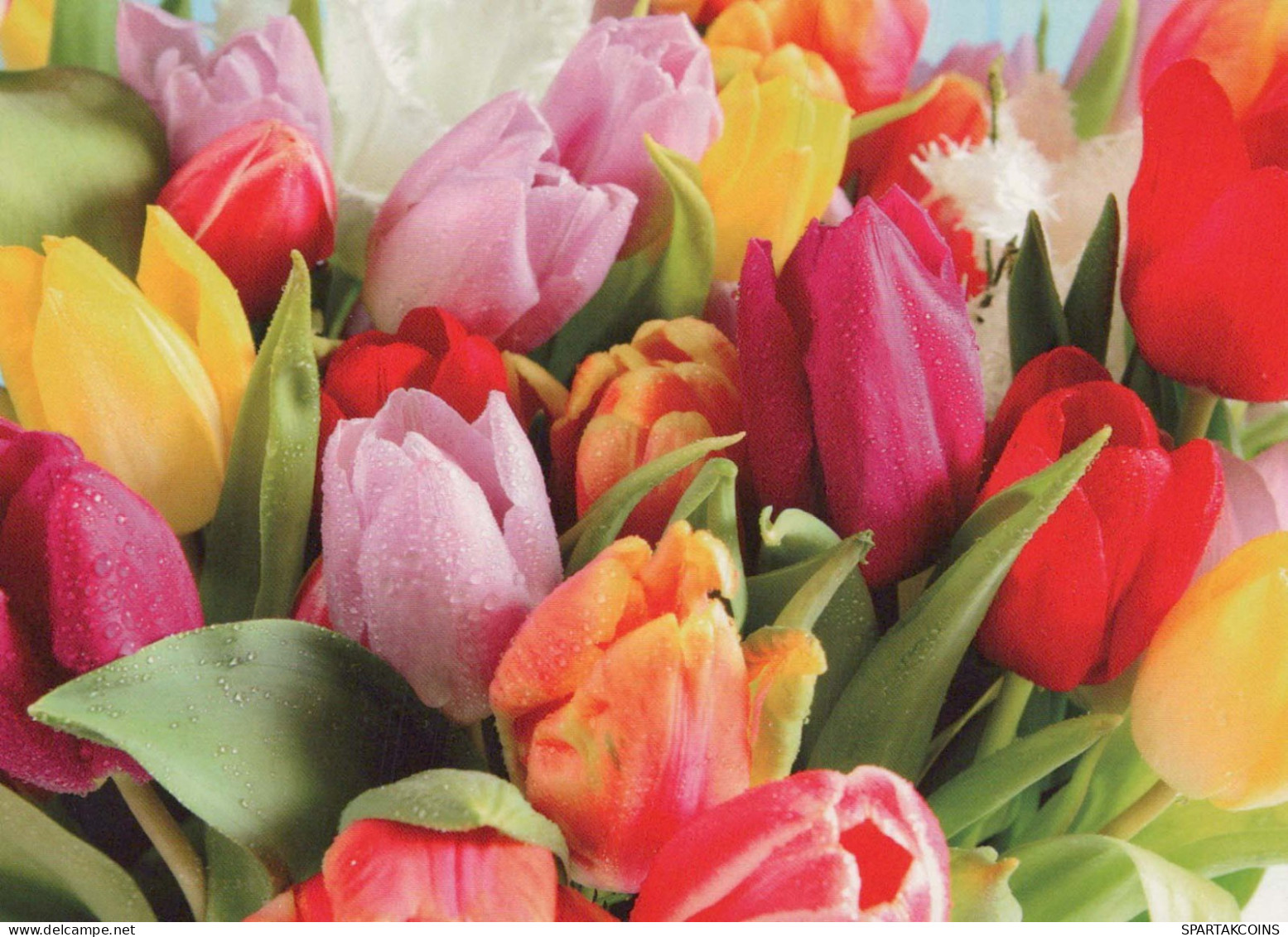 FLORES Vintage Tarjeta Postal CPSM #PBZ204.ES - Fleurs