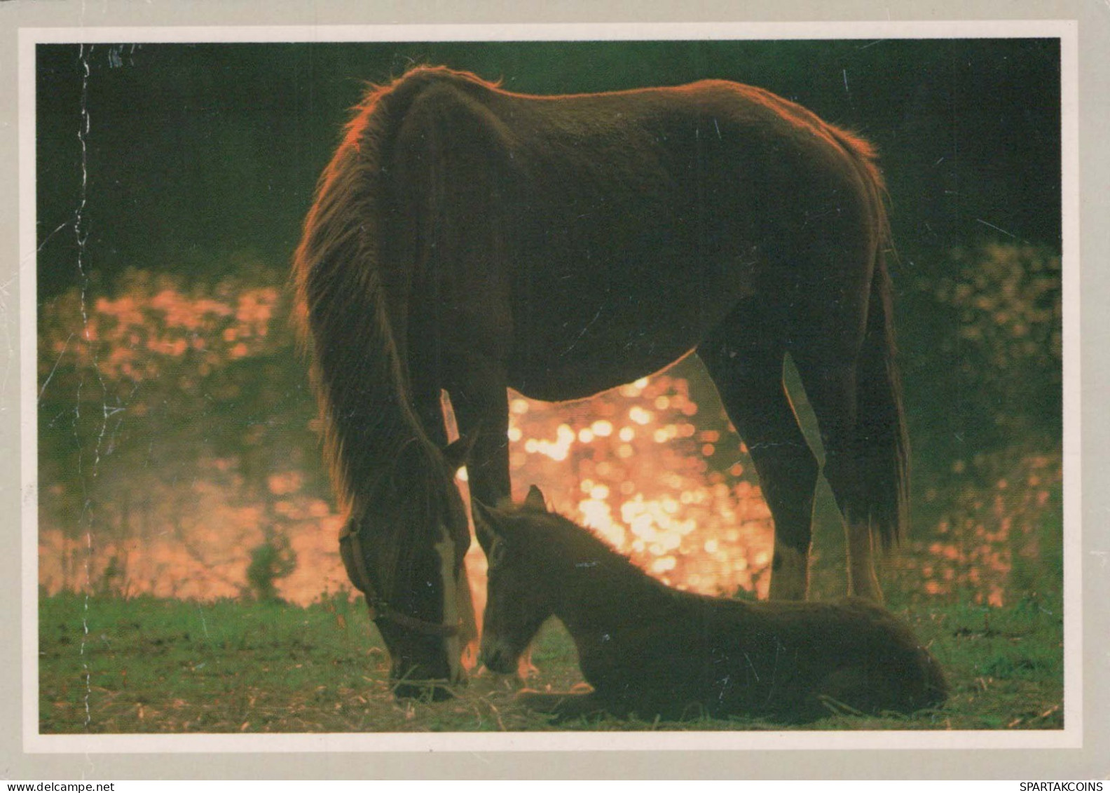 CABALLO Animales Vintage Tarjeta Postal CPSM #PBR878.ES - Cavalli