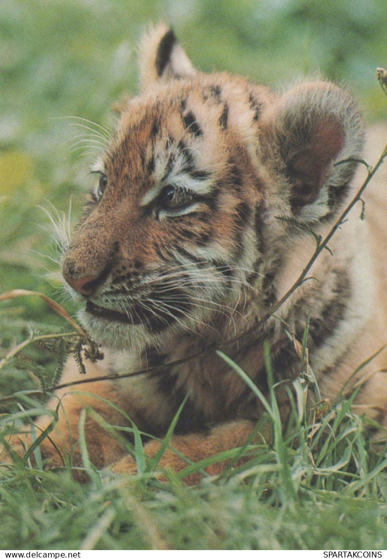 TIGRE Animaux Vintage Carte Postale CPSM #PBS034.FR - Tigers
