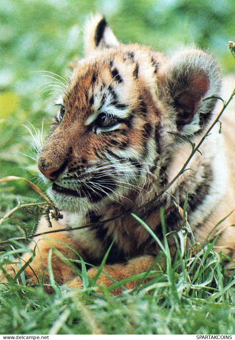 TIGRE Animaux Vintage Carte Postale CPSM #PBS034.FR - Tiger