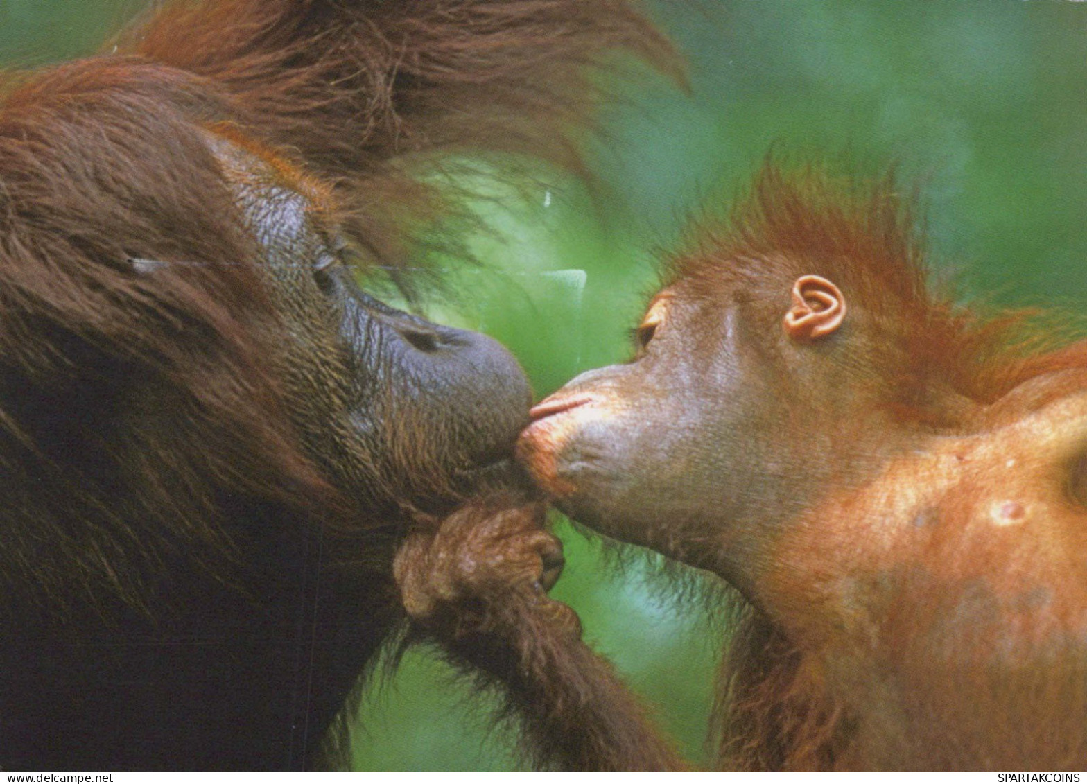 AFFE Tier Vintage Ansichtskarte Postkarte CPSM #PBR963.DE - Monkeys