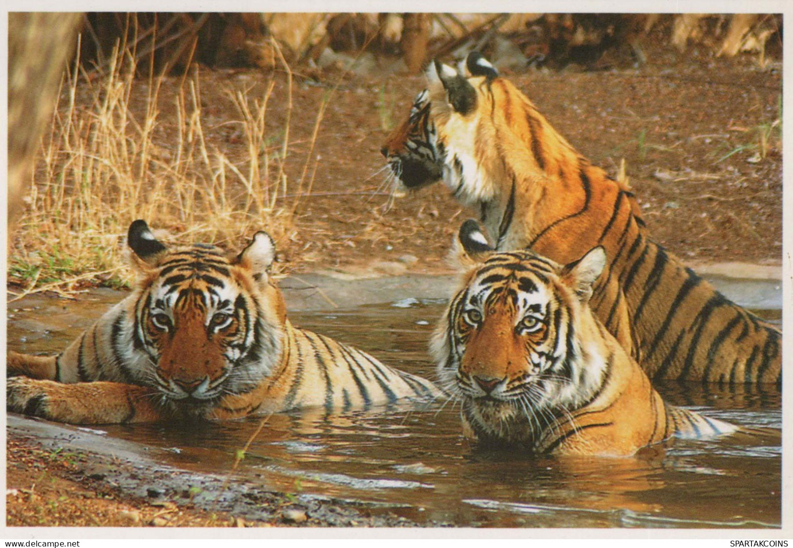 TIGER Tier Vintage Ansichtskarte Postkarte CPSM #PBS035.DE - Tigres