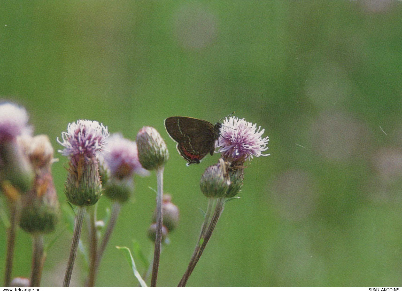 SCHMETTERLINGE Tier Vintage Ansichtskarte Postkarte CPSM #PBS413.DE - Butterflies