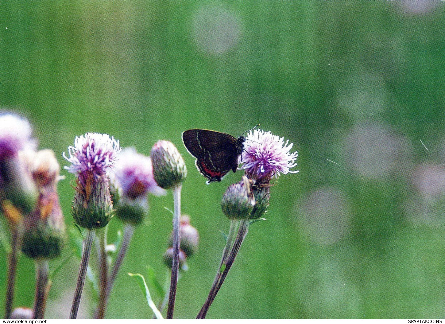 SCHMETTERLINGE Tier Vintage Ansichtskarte Postkarte CPSM #PBS413.DE - Mariposas