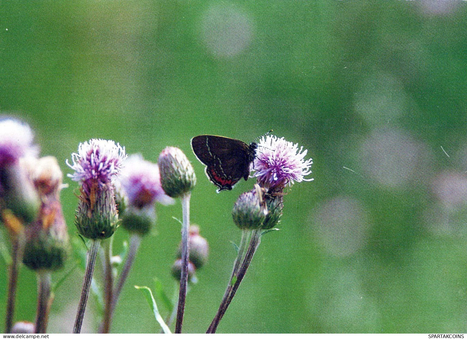 SCHMETTERLINGE Tier Vintage Ansichtskarte Postkarte CPSM #PBS413.DE - Butterflies