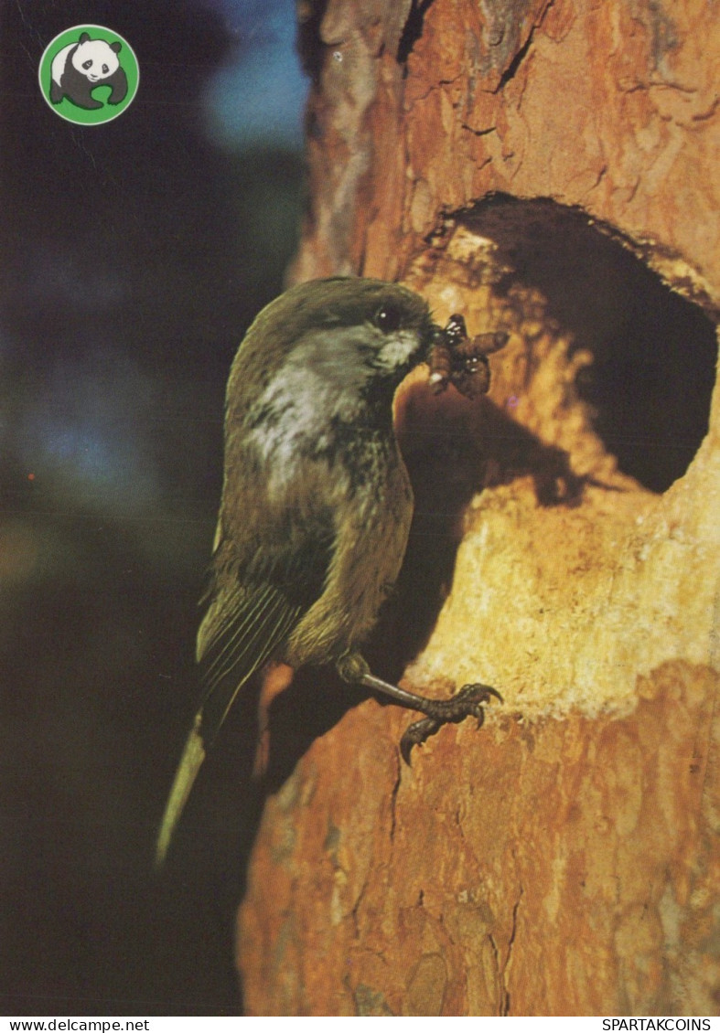 VOGEL Tier Vintage Ansichtskarte Postkarte CPSM #PAM684.DE - Vogels