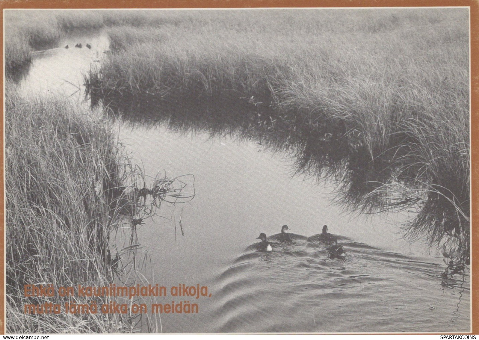 VOGEL Tier Vintage Ansichtskarte Postkarte CPSM #PAN303.DE - Vogels