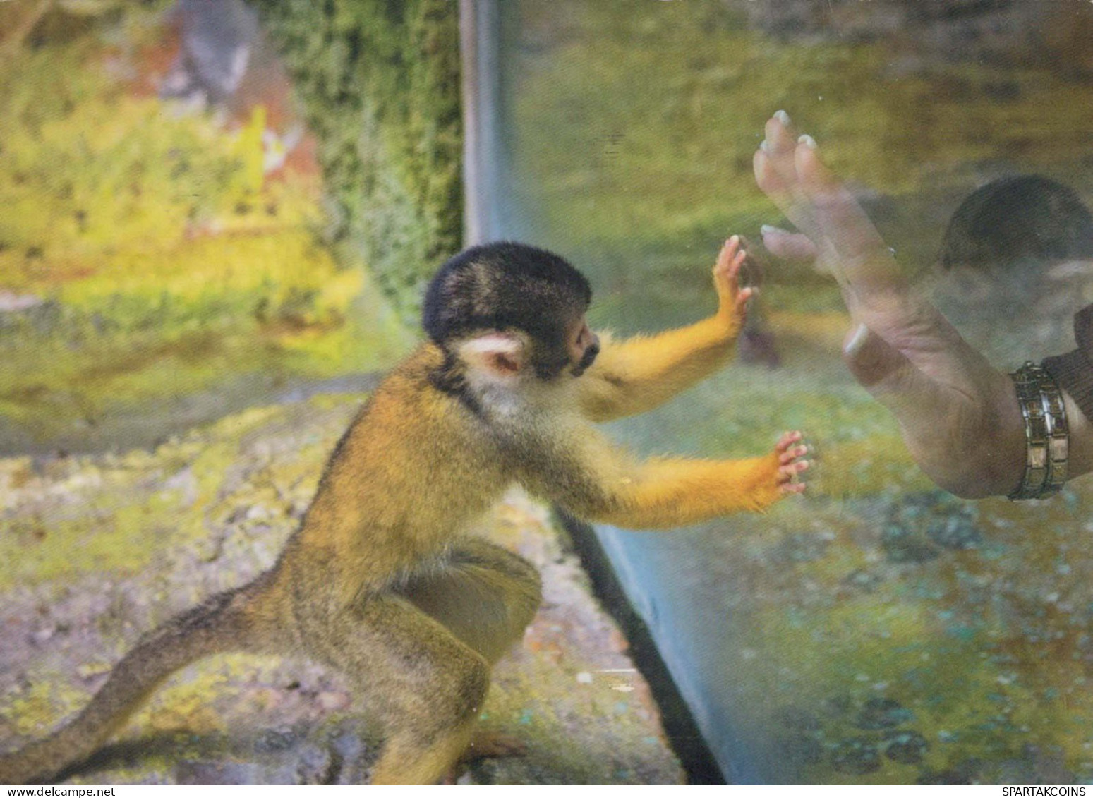 SCIMMIA Animale Vintage Cartolina CPSM #PBR964.IT - Monkeys