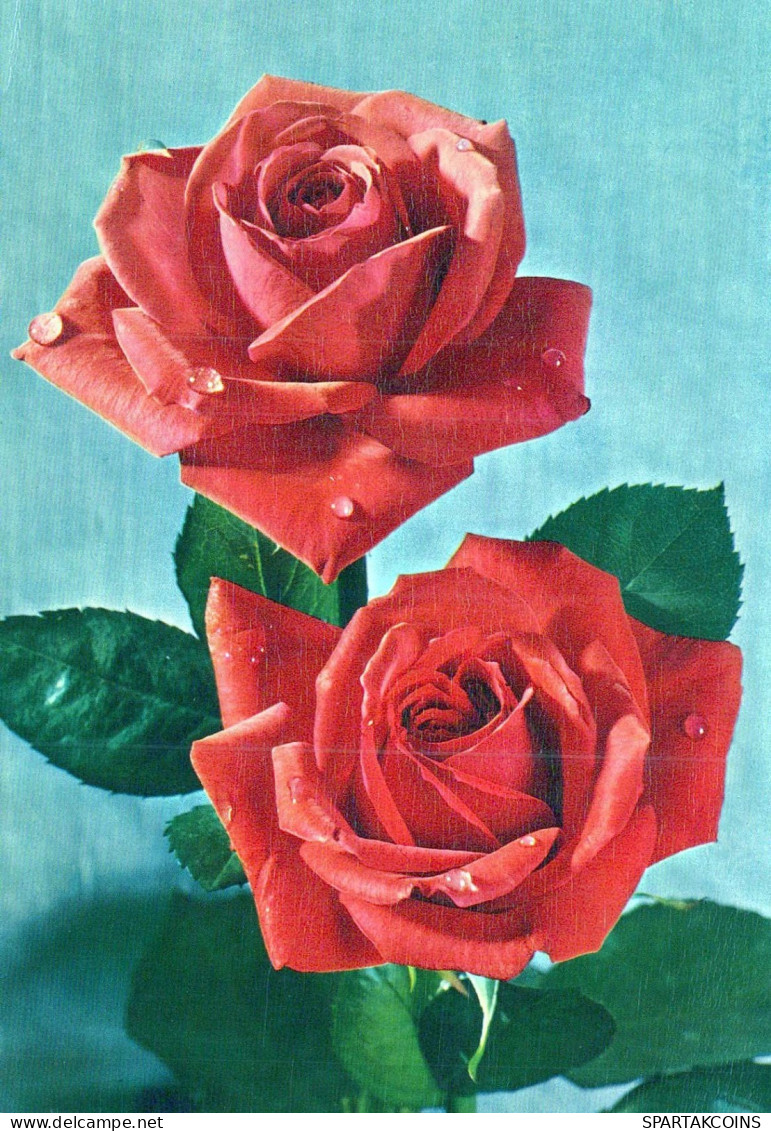 FIORI Vintage Cartolina CPSM #PAS160.IT - Fleurs