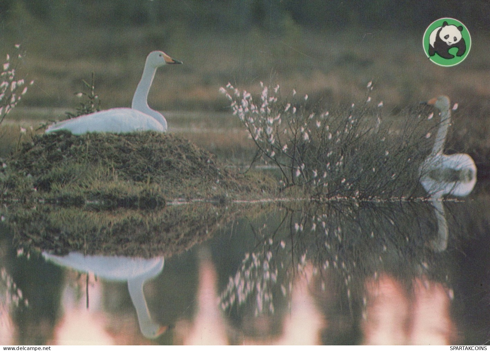 UCCELLO Animale Vintage Cartolina CPSM #PAM685.IT - Vogels