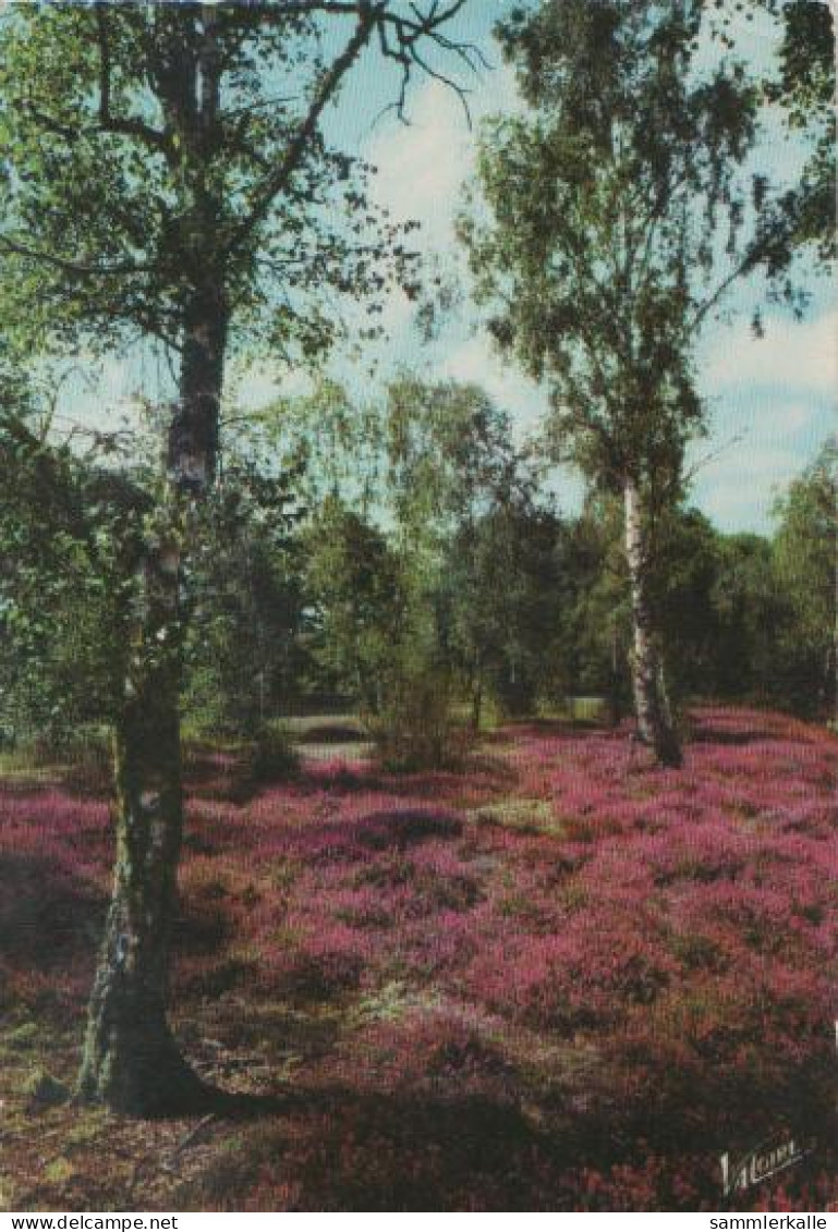 12587 - Frankreich - En Sologne - La Clairiere Aux Bruyeres - Ca. 1975 - Centre-Val De Loire