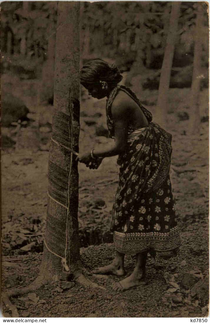 Ceylon Tapping Rubber Tree - Sri Lanka (Ceilán)