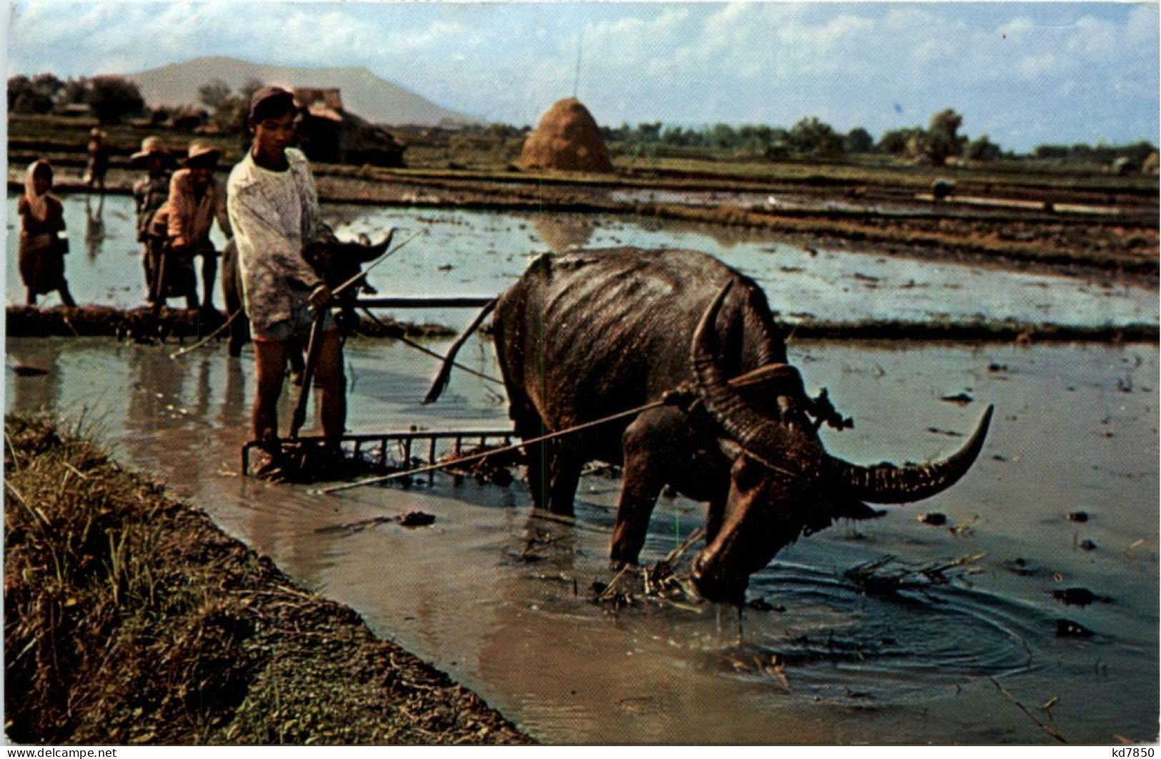 Singapore - Harrowing The Rice Field - Singapore