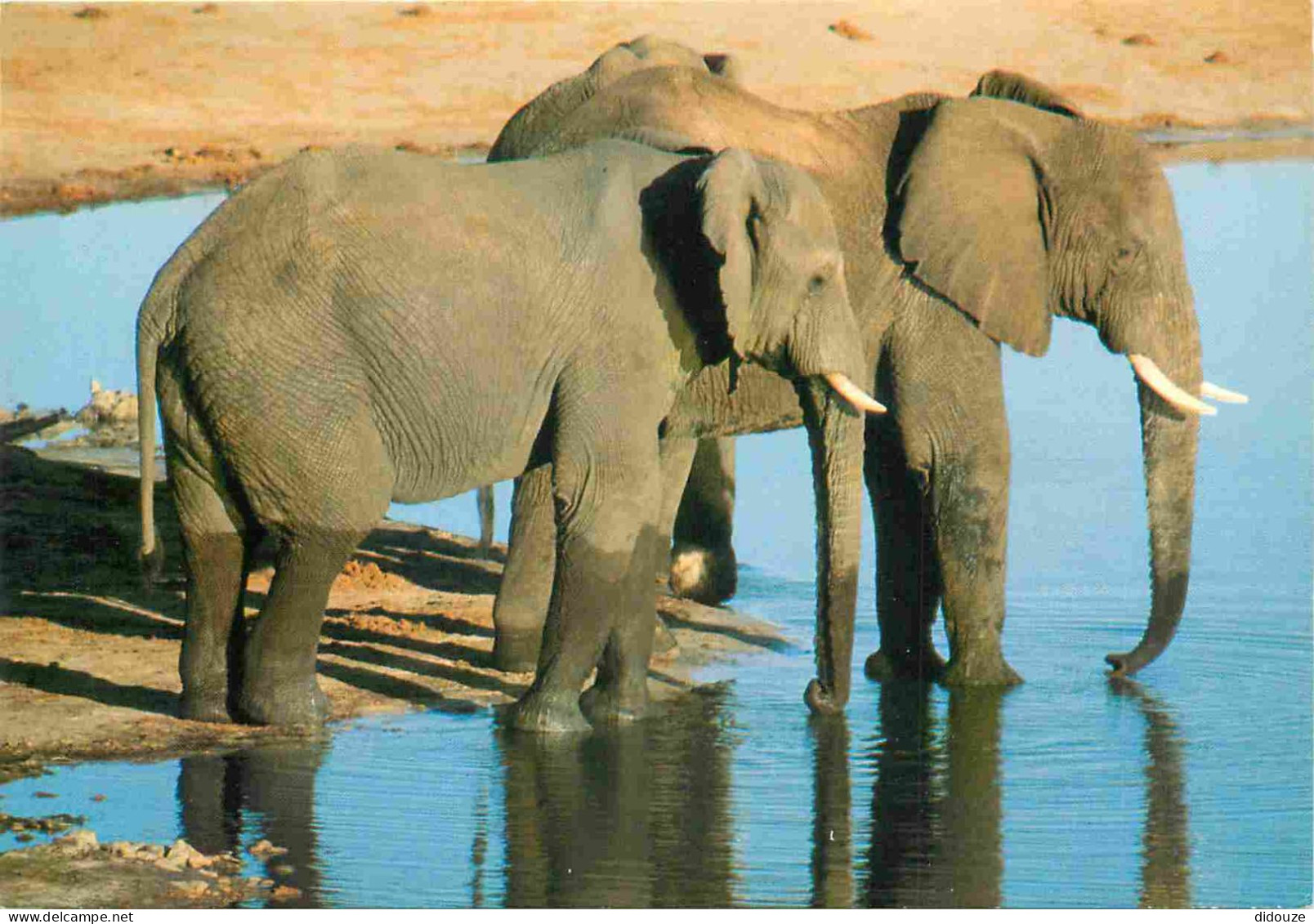 Animaux - Eléphants - Afrique Du Sud - South Africa - CPM - Voir Scans Recto-Verso - Éléphants