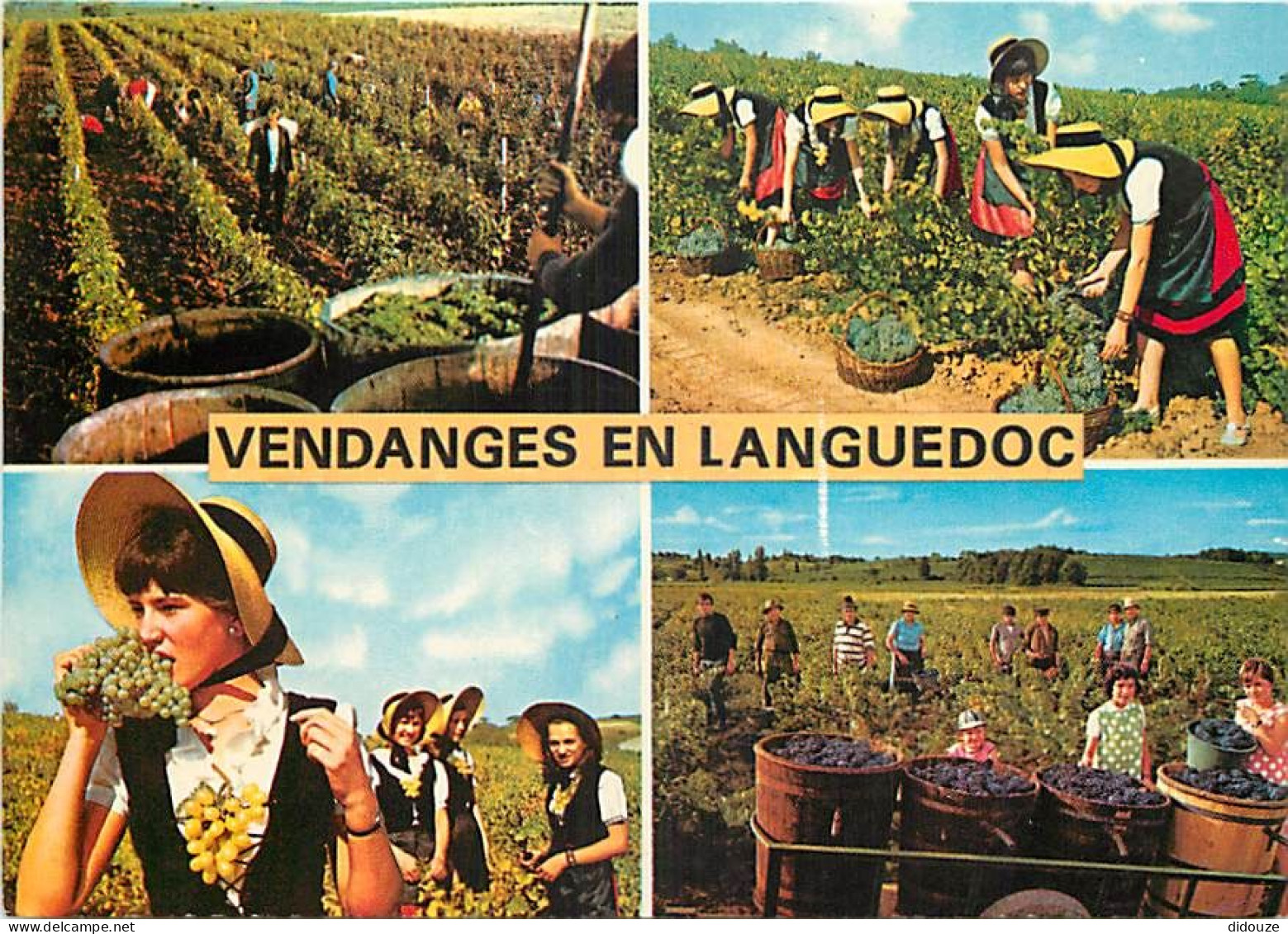 Vignes - Languedoc - Multivues - Vendanges - Folklore - CPM - Voir Scans Recto-Verso - Wijnbouw