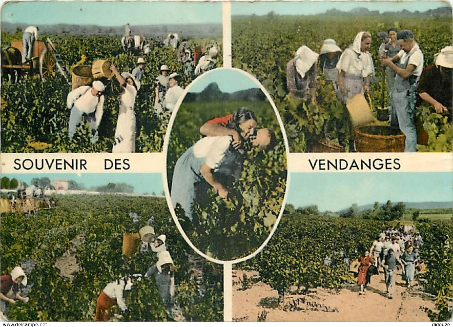 Vignes - Vendanges - Multivues - Carte Dentelée - CPSM Grand Format - Voir Scans Recto-Verso - Weinberge