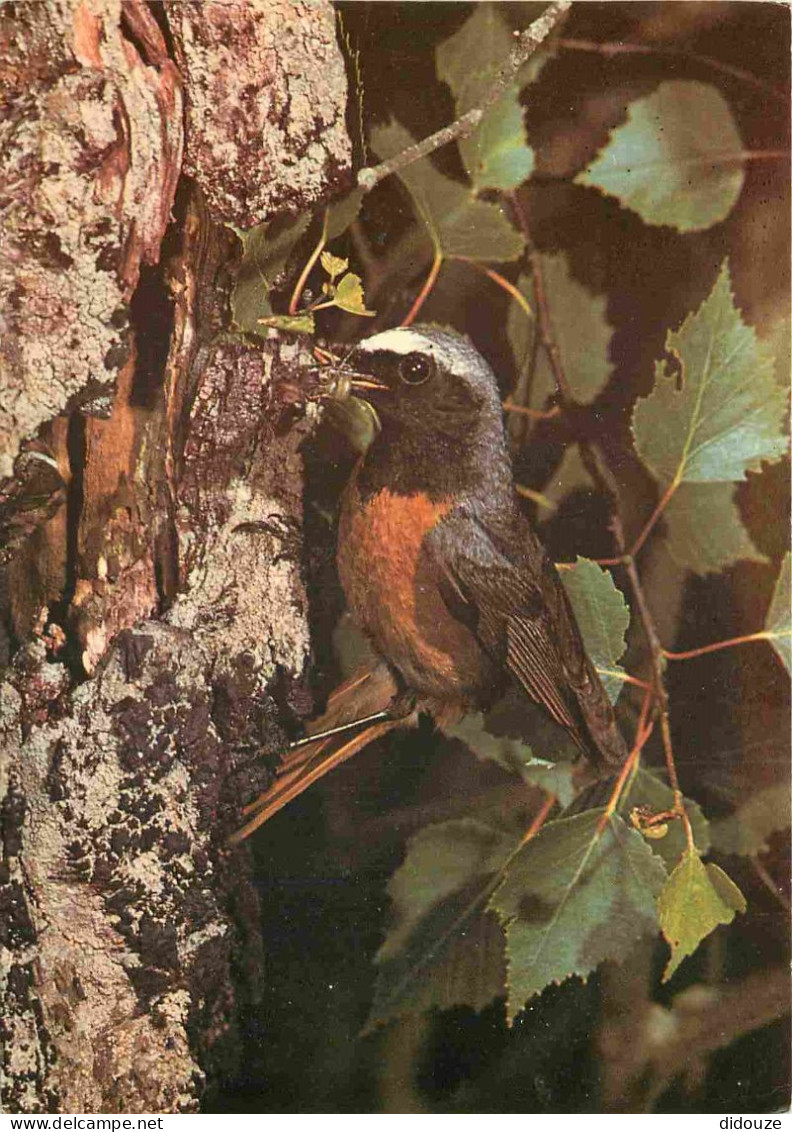 Animaux - Oiseaux - Rouge Queue - Redstart - CPM - Carte Neuve - Voir Scans Recto-Verso - Vogels