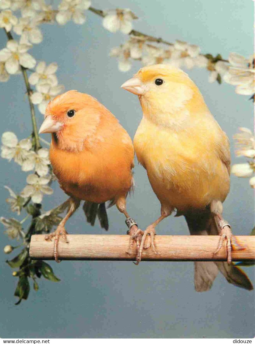 Animaux - Oiseaux - Serin - Canary - Serinus Canarius - Kanarienvogel - CPM - Carte Neuve - Voir Scans Recto-Verso - Vogels