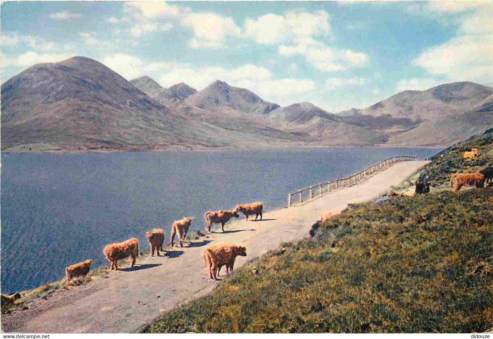 Animaux - Vaches - Isle Of Skye - The Red Hills From Loch Ainort - CPM - Voir Scans Recto-Verso - Vacas