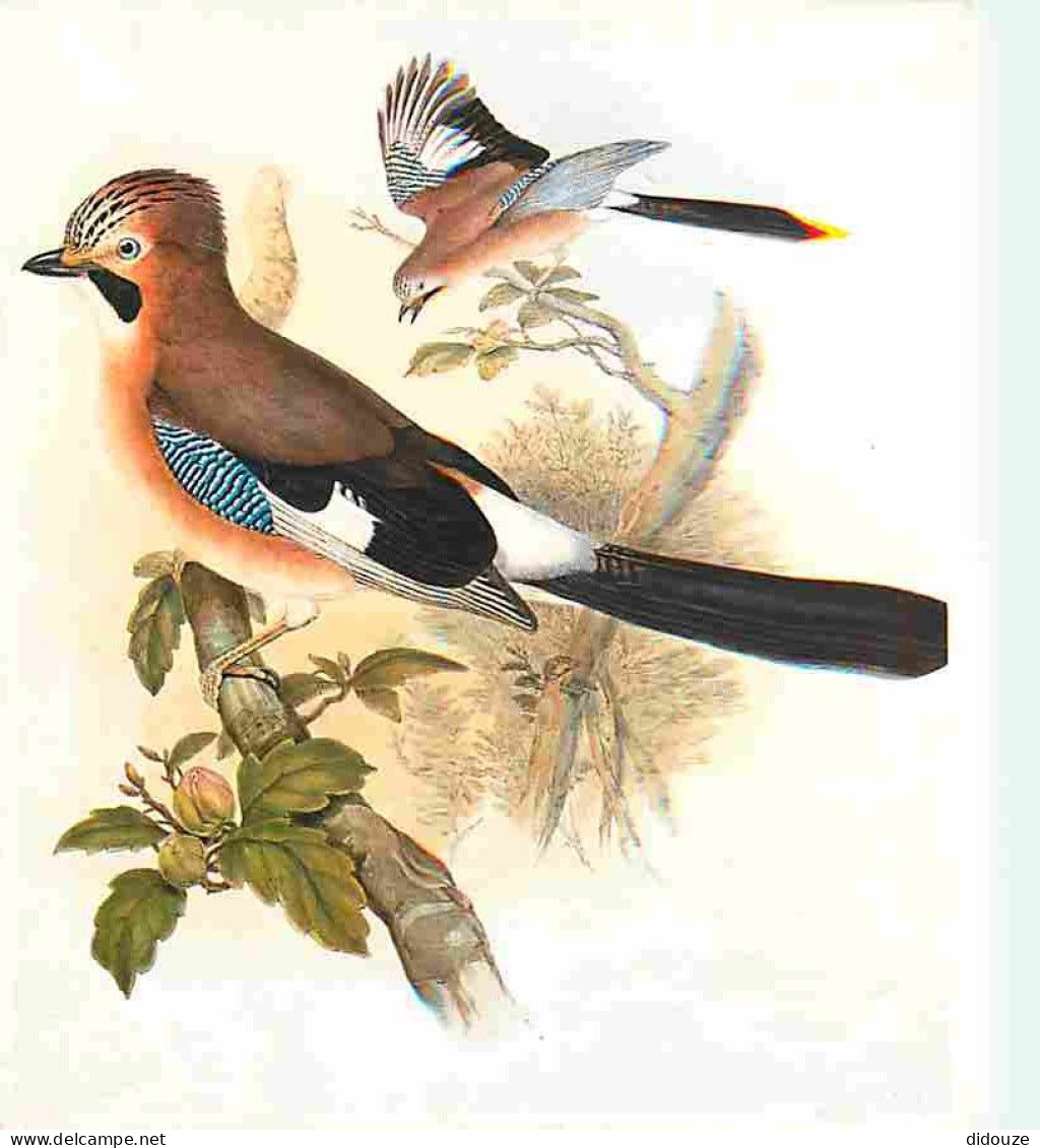 Animaux - Oiseaux - Geai Des Chenes - Dessin De John Gould - CPM - Voir Scans Recto-Verso - Vogels