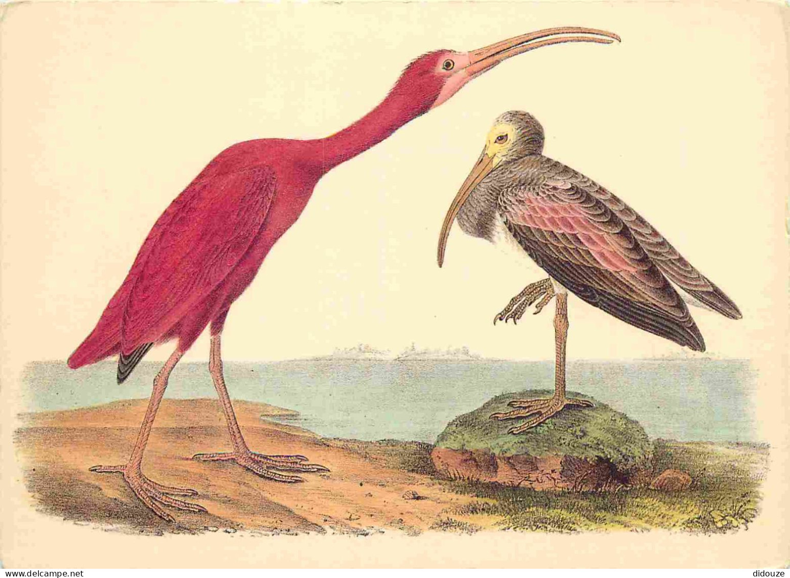 Animaux - Oiseaux - Art Peinture - John James - Scarlet Ibis - CPM - Voir Scans Recto-Verso - Vogels