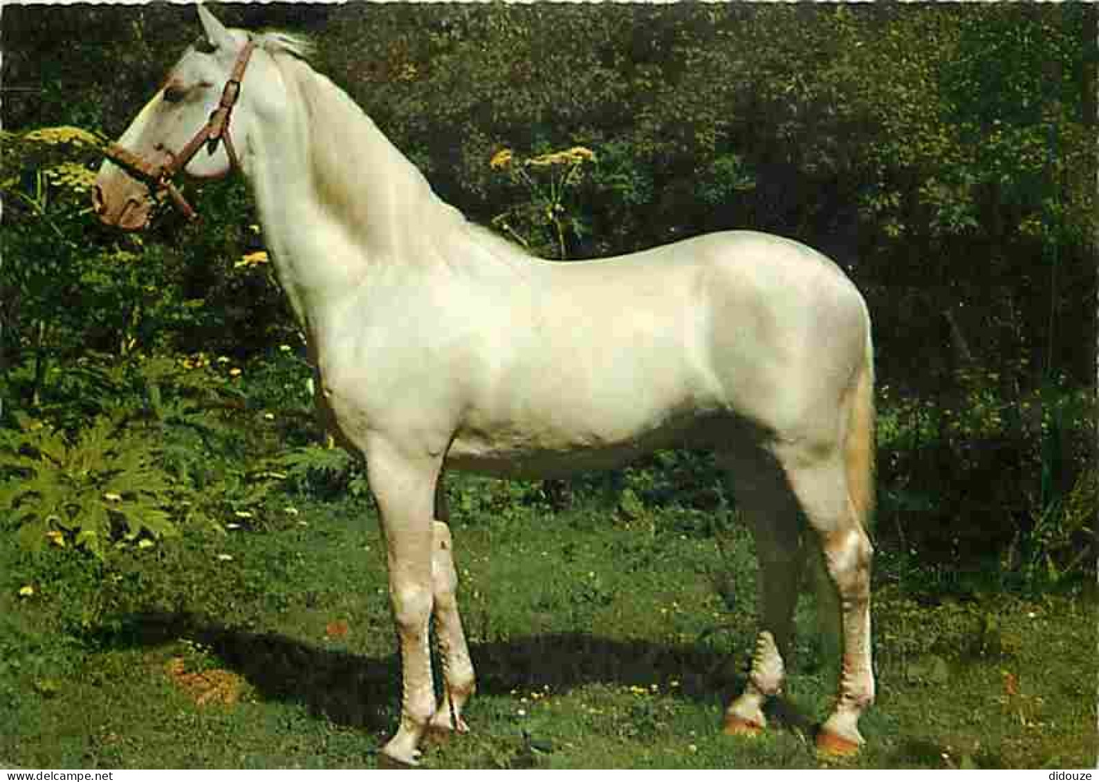 Animaux - Chevaux - Portrait De Cheval - CPM - Voir Scans Recto-Verso - Chevaux