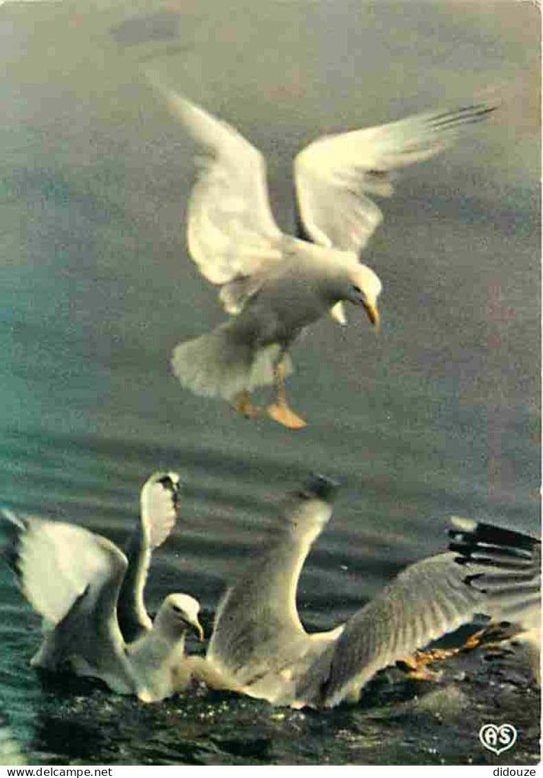 Animaux - Oiseaux - Mouettes - CPM - Voir Scans Recto-Verso - Vogels