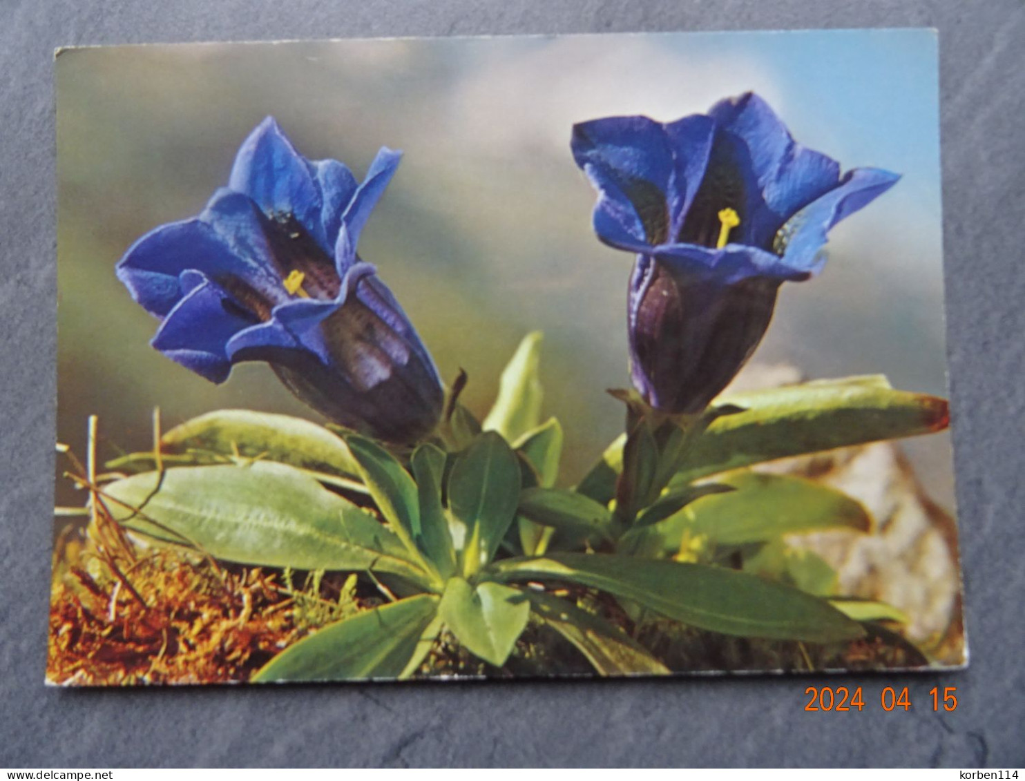 GENTIANA KOCHIANA PERR. U. S. - Fleurs