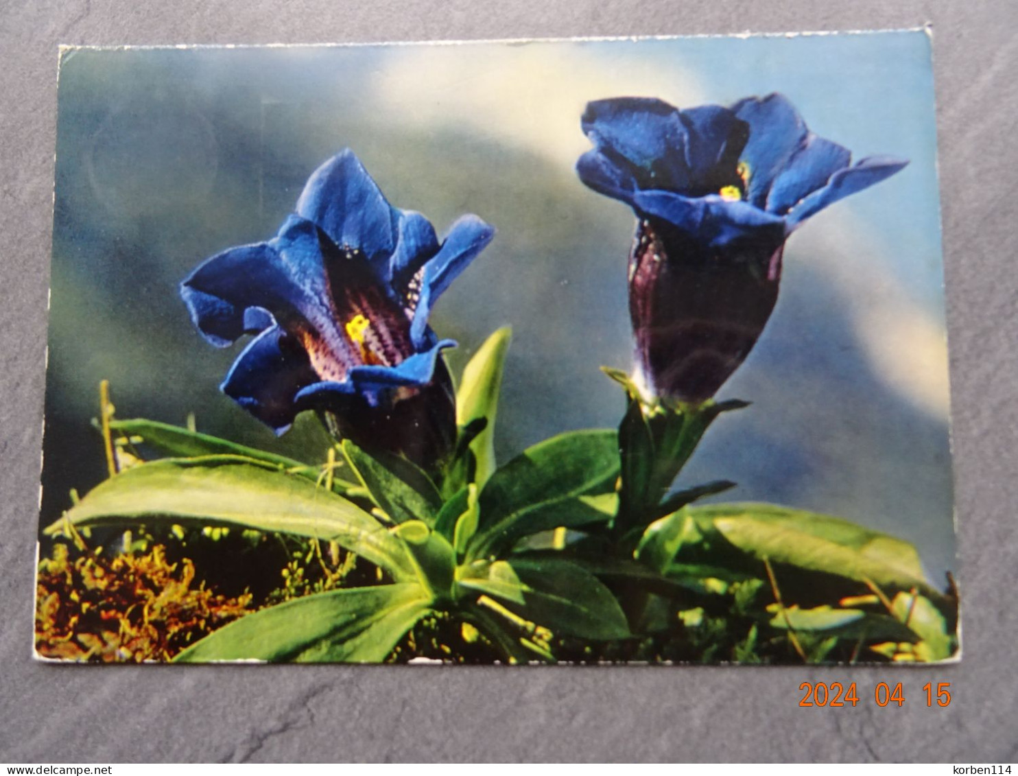 GENTIANA KOCHIANA PERR. U. S. - Fiori