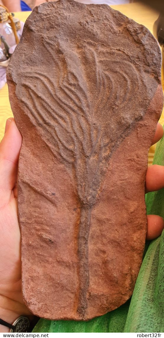 Très Beau Fossile D'un "Lys De Mer" Ou Crinoïde De 23.5cm De Long - Very Nice Fossil Of A Lily Of The Seas Or Crinoïd - Fósiles