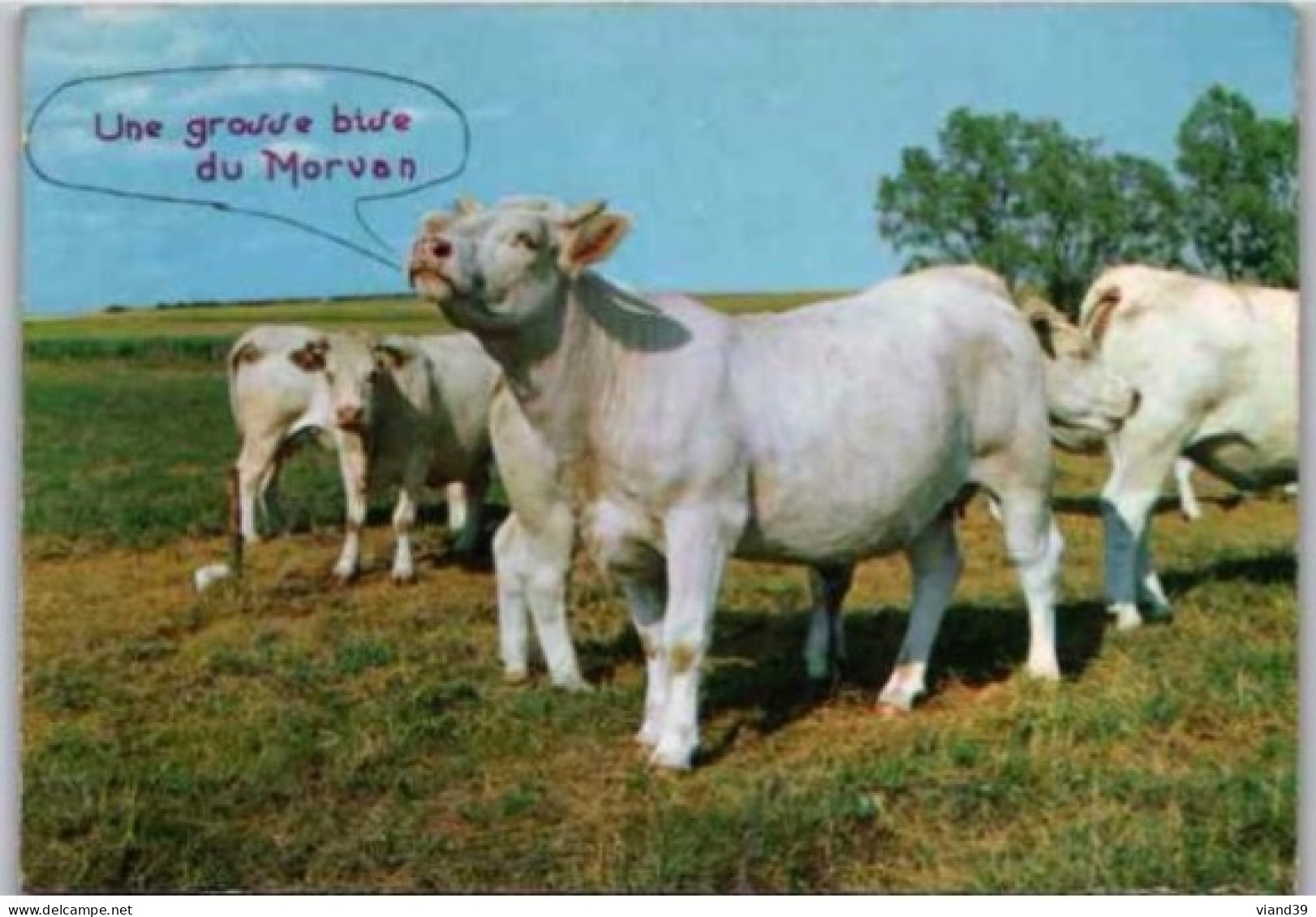 Vaches Charolaises. -  Carte Humoristique. "Une Grosse Bise Du Morvan "    1970 - Vaches