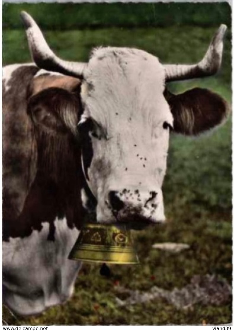 LA VACHE , La Cloche Et Les Mouches. -  En Montagne.   1961. - Cows