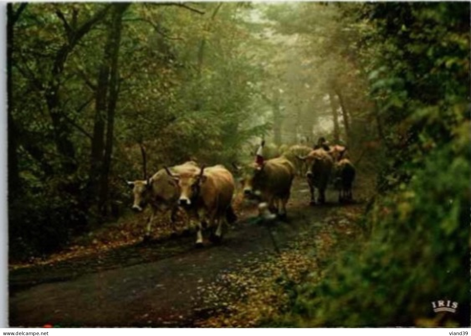 LA VACHE , Ltroupeau.  : Retour à La Ferme. - Cows