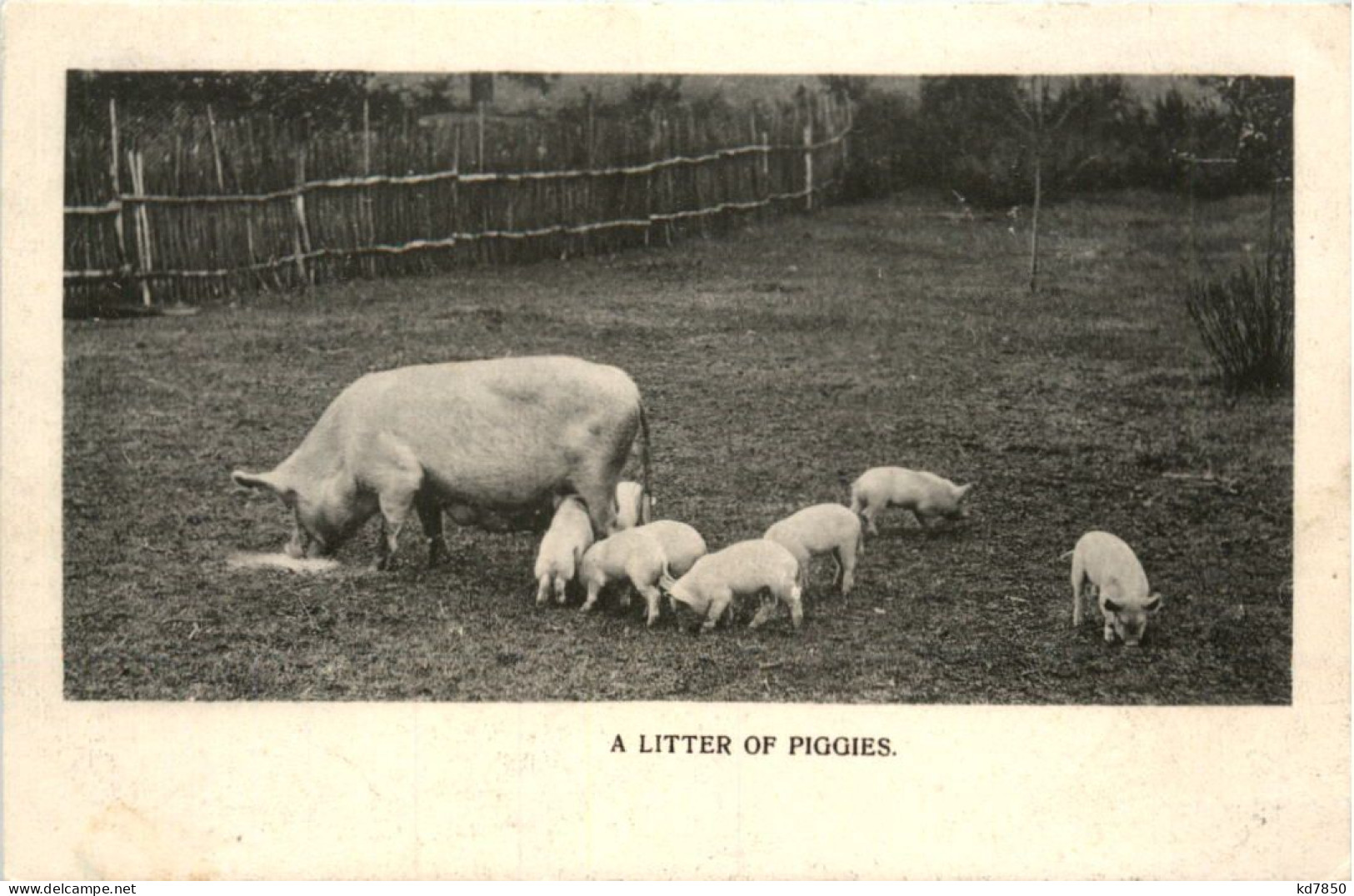 A Litter Of Piggies - Pigs