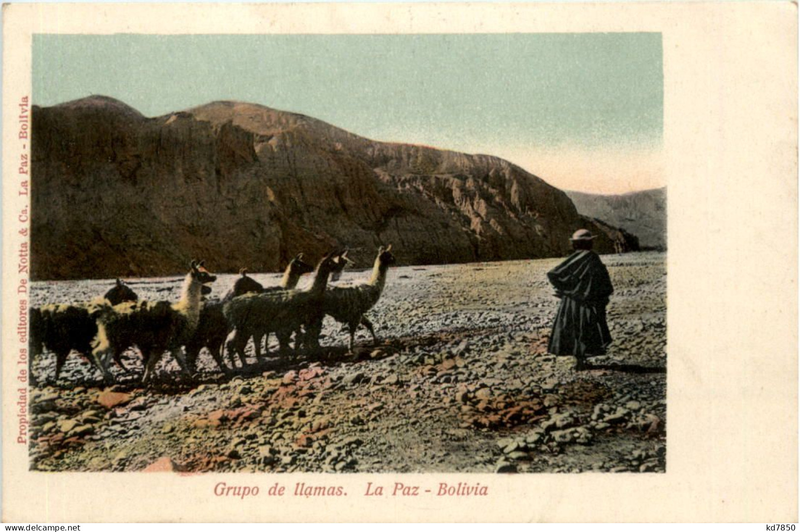 La Paz - Bolivia - Grupo De Llamas - Bolivië