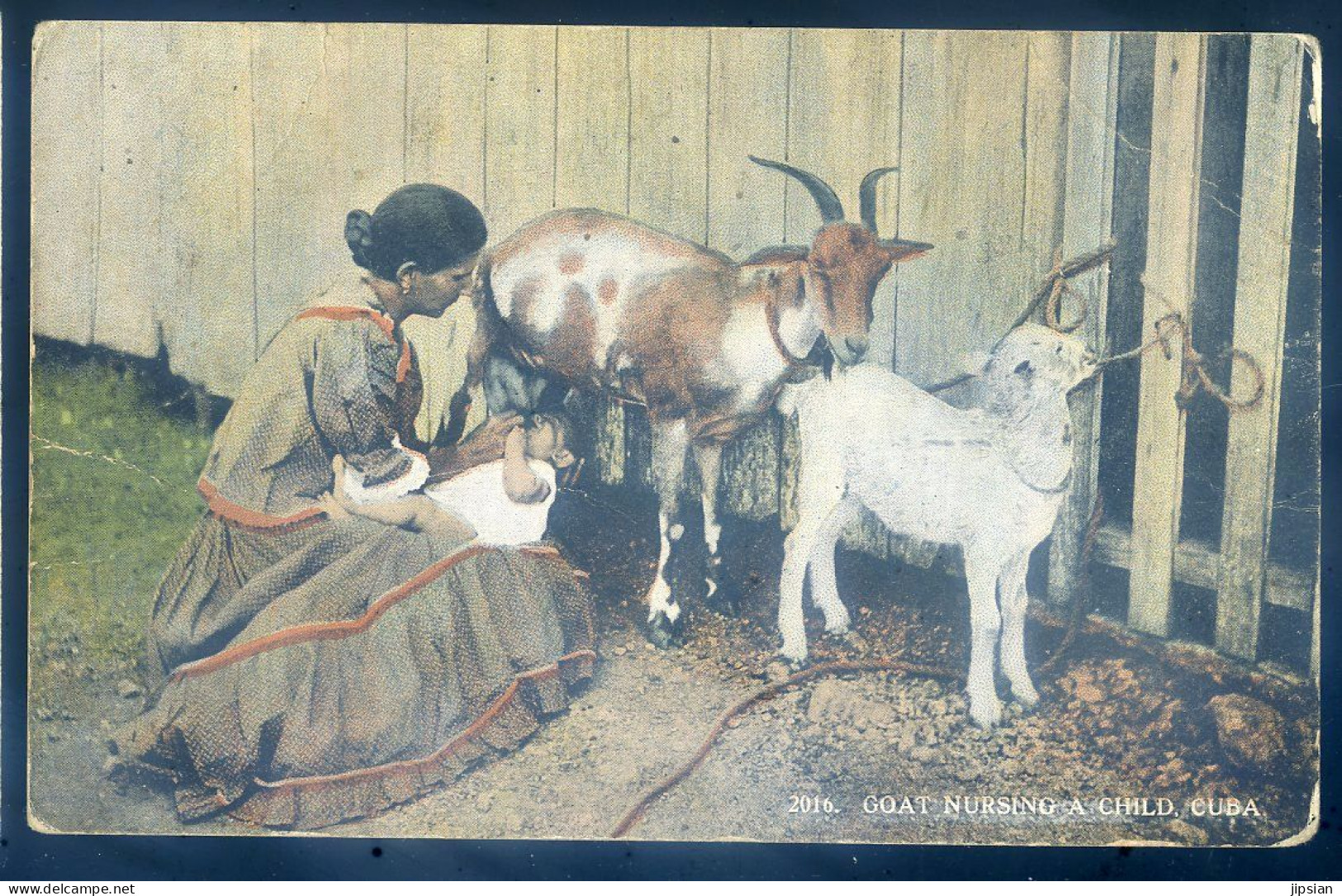 Cpa De Cuba -- Goat Nursing A Child   STEP138bis - Cuba